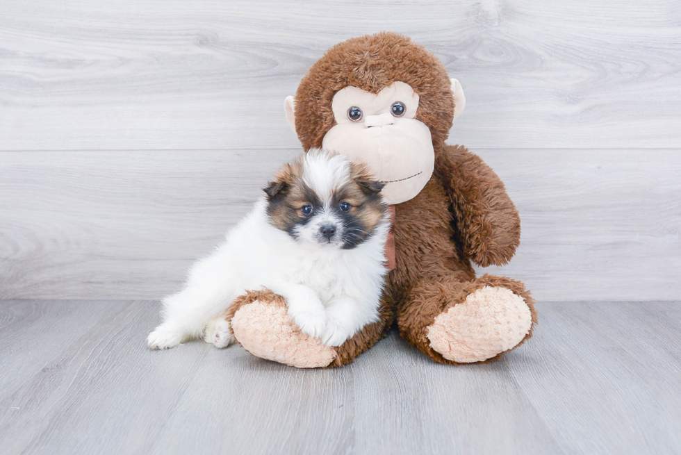 Pomeranian Puppy for Adoption