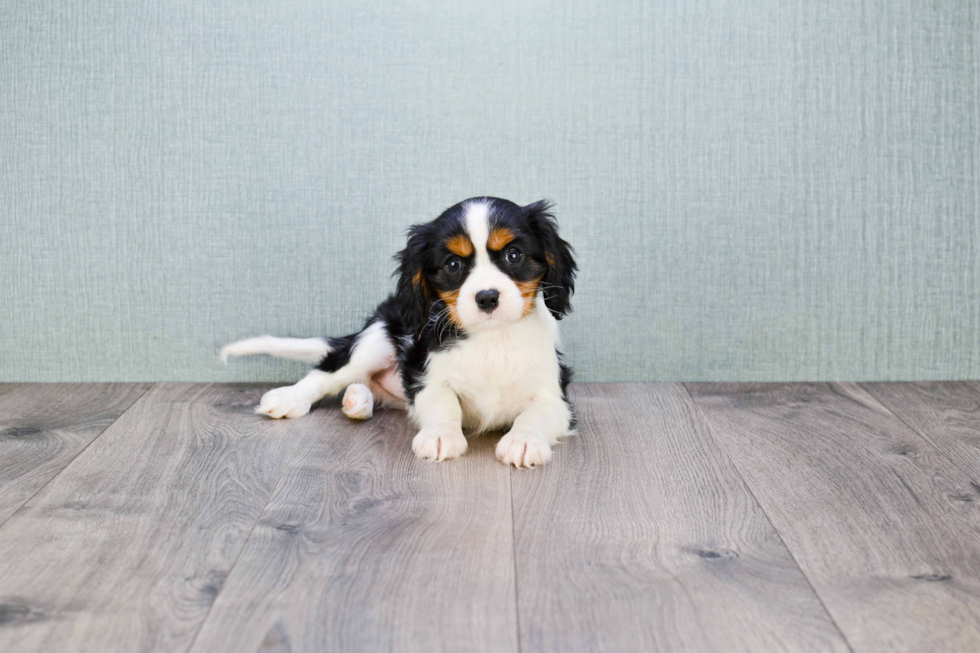 Little Cavalier King Charles Spaniel Baby