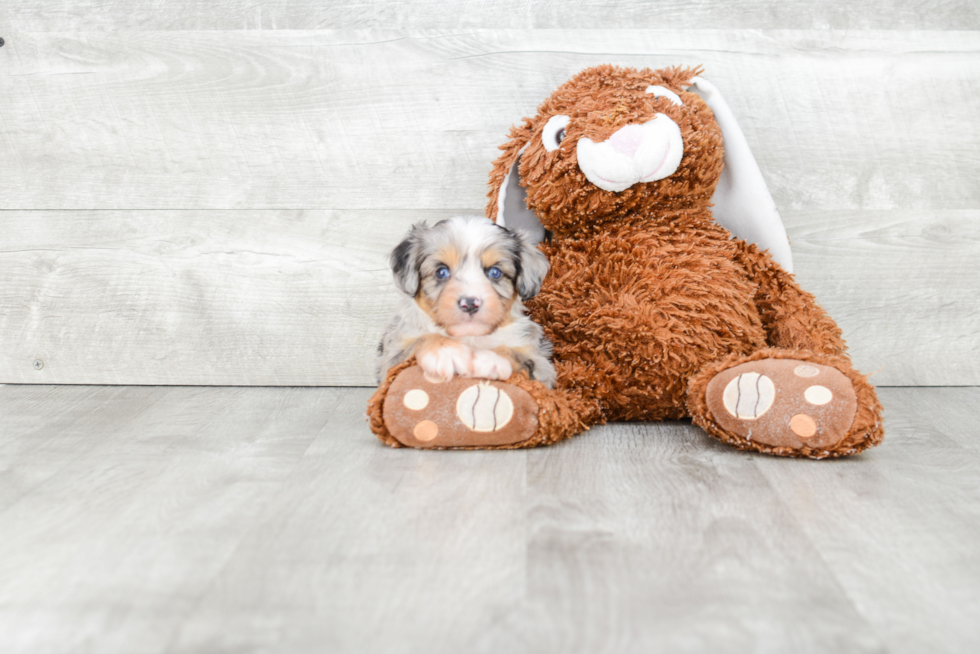 Mini Aussiedoodle Puppy for Adoption