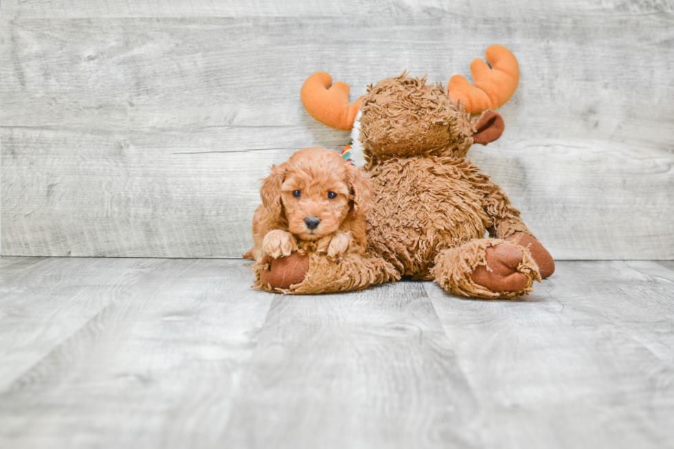 Best Mini Goldendoodle Baby