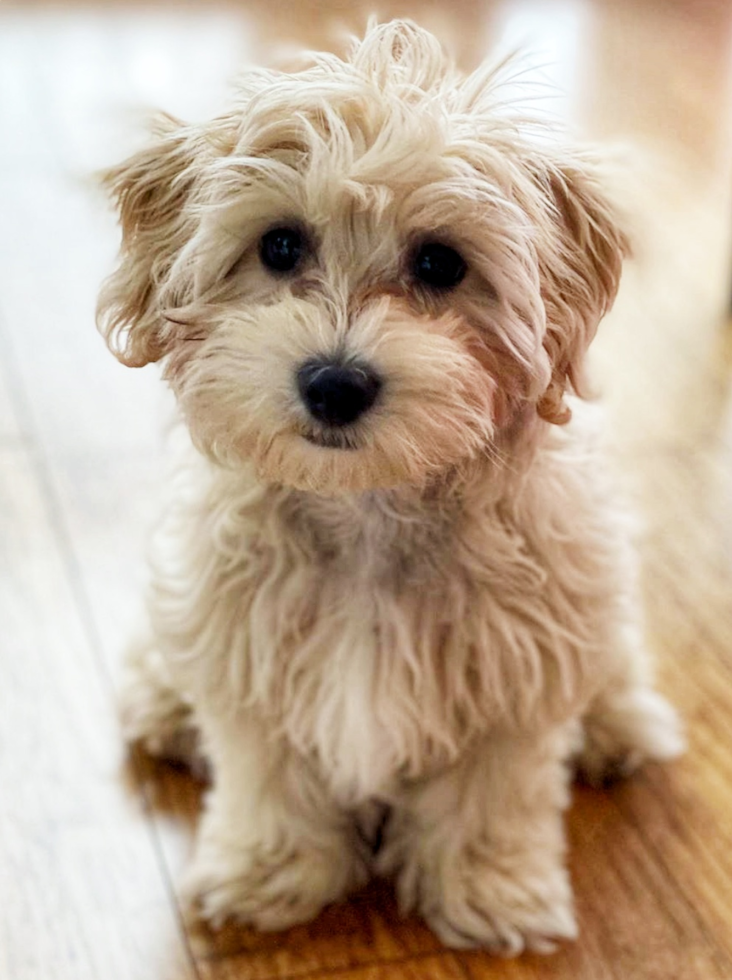 Energetic Maltepoo Poodle Mix Pup