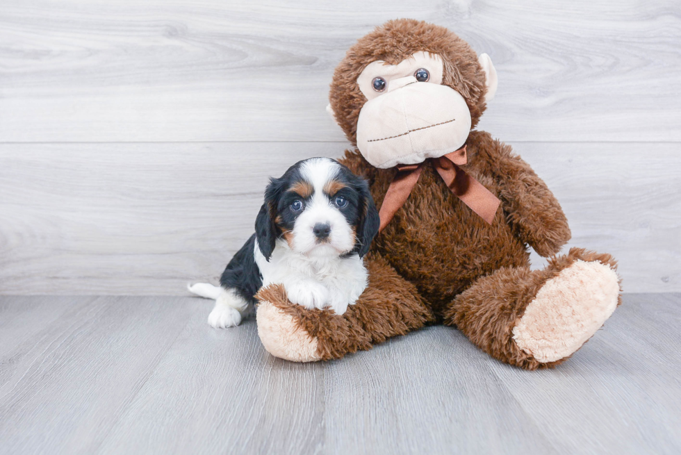 Friendly Cavalier King Charles Spaniel Baby