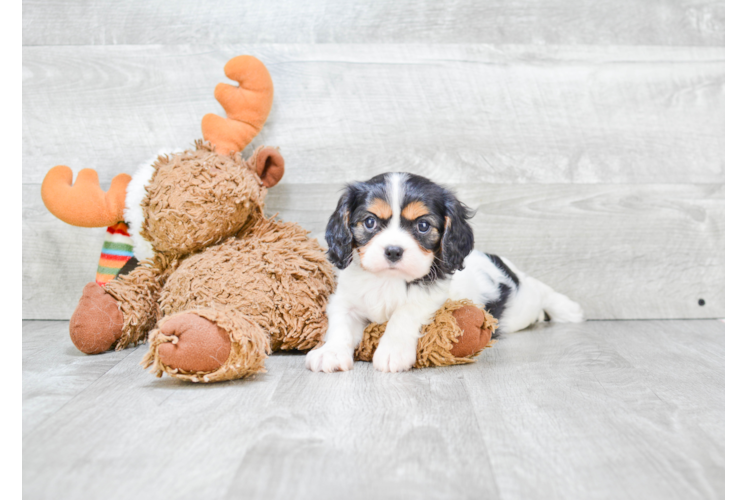 Sweet Cavalier King Charles Spaniel Purebred Puppy