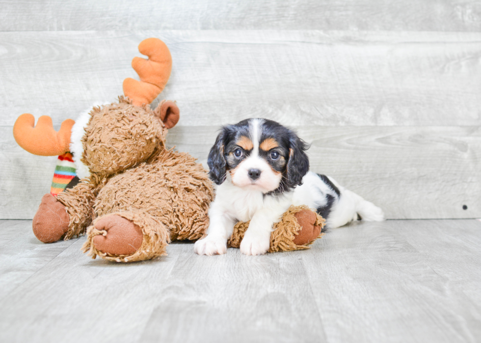 Sweet Cavalier King Charles Spaniel Purebred Puppy