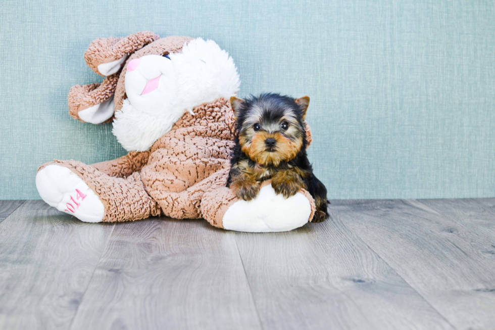 Meet Zane - our Yorkshire Terrier Puppy Photo 