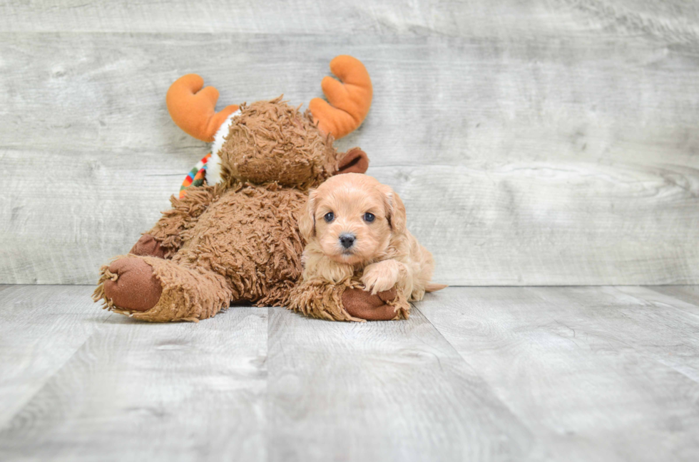 Cavapoo Puppy for Adoption