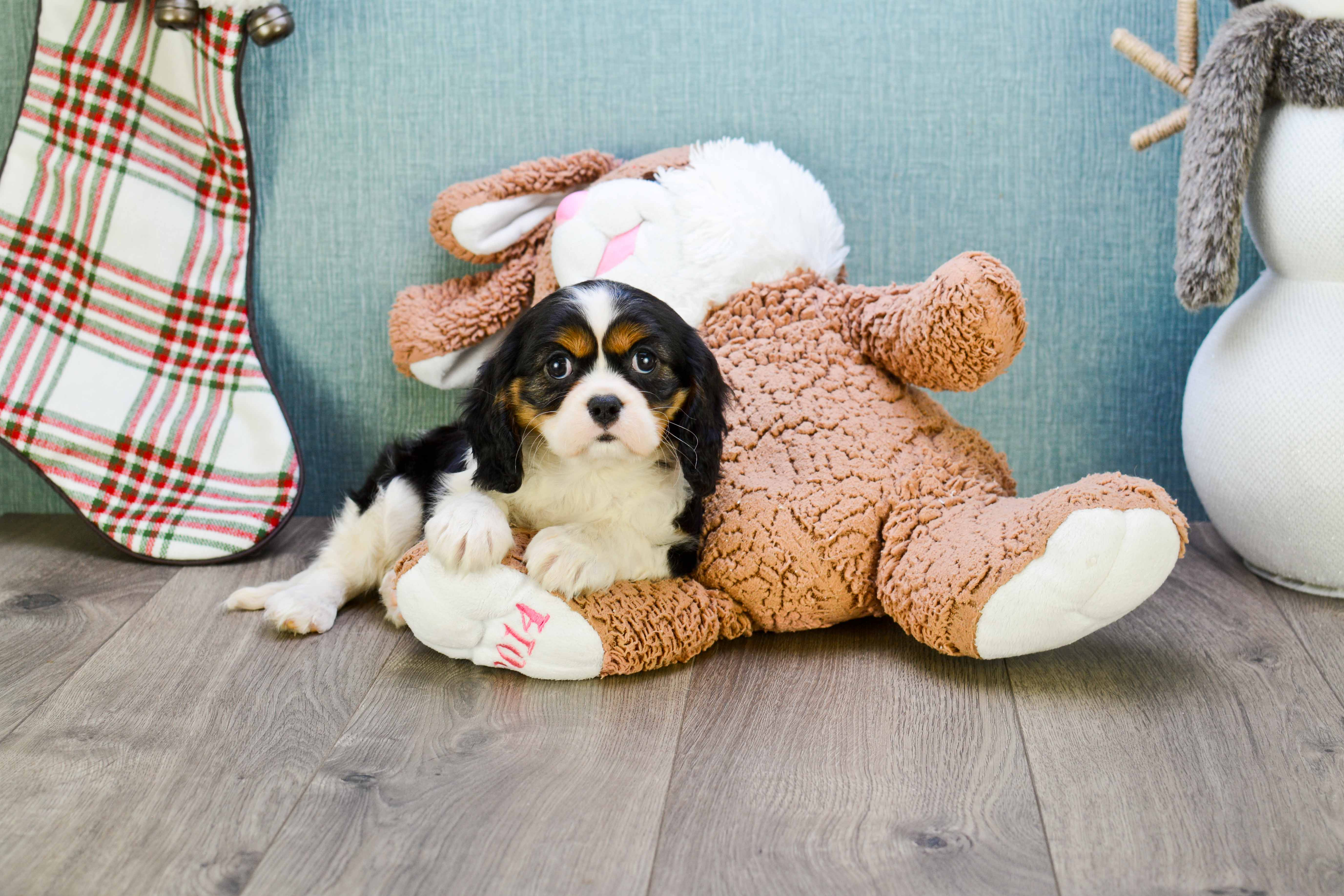 Cavalier King Charles Spaniel Pup Being Cute