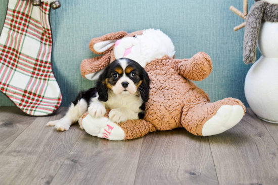 Cavalier King Charles Spaniel Pup Being Cute