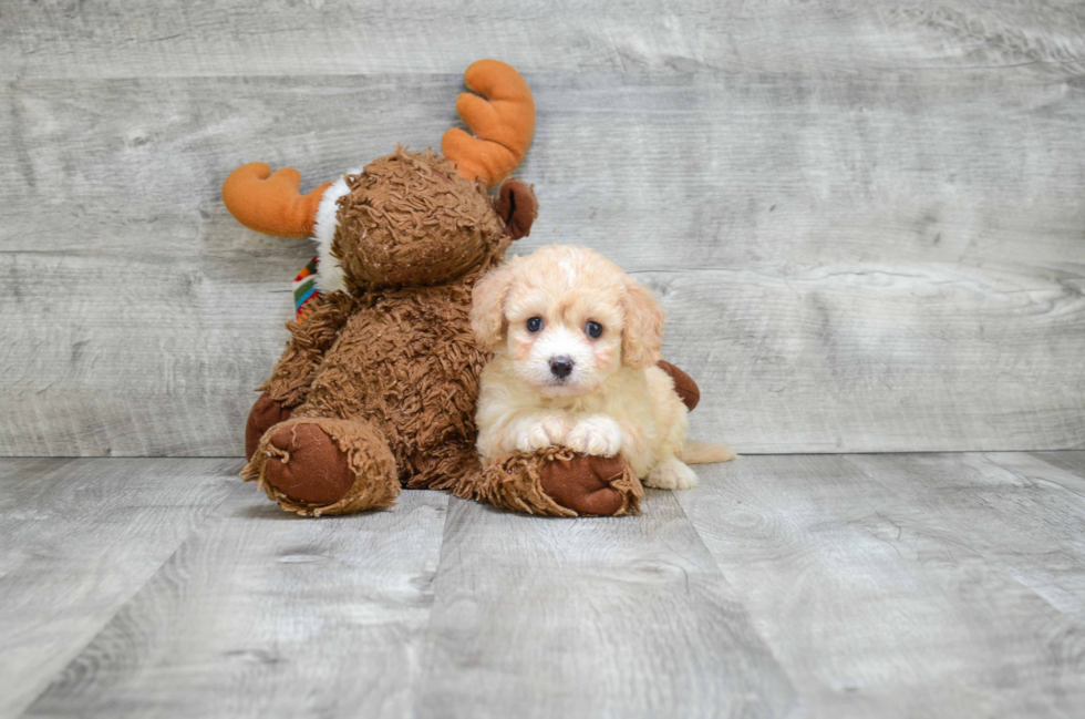 Cavachon Pup Being Cute