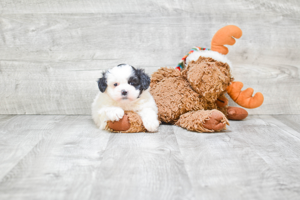 Cute Teddy Bear Baby