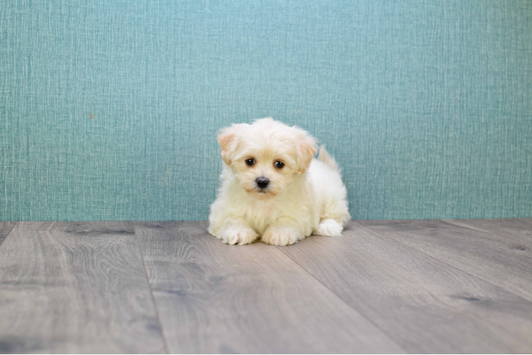 Maltipoo Puppy for Adoption