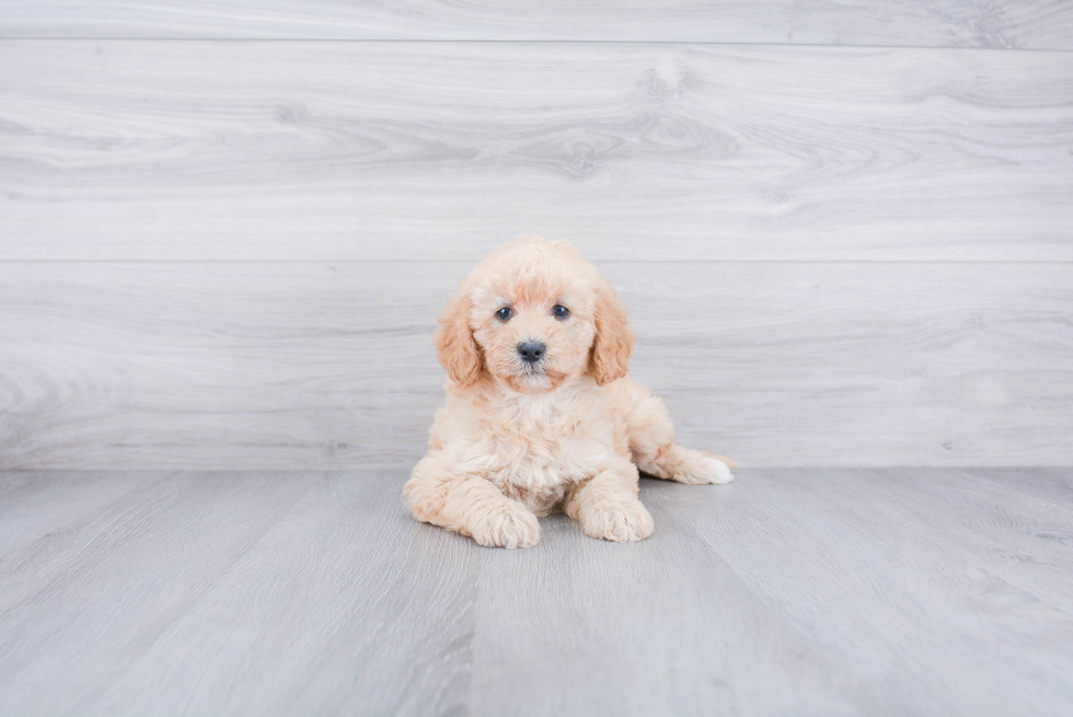 Smart Mini Labradoodle Poodle Mix Pup