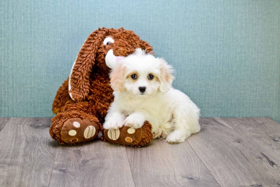 Happy Cavachon Baby