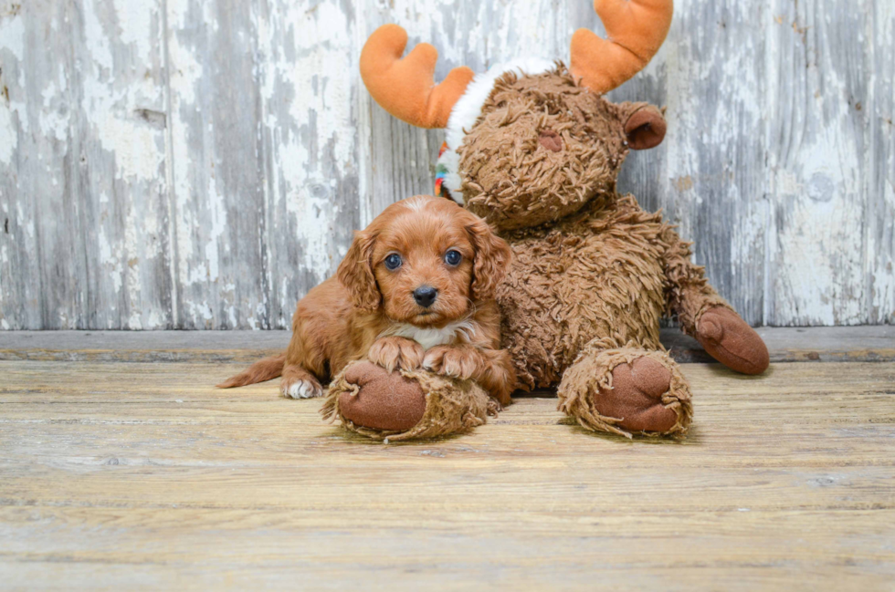 Adorable Cavoodle Poodle Mix Puppy