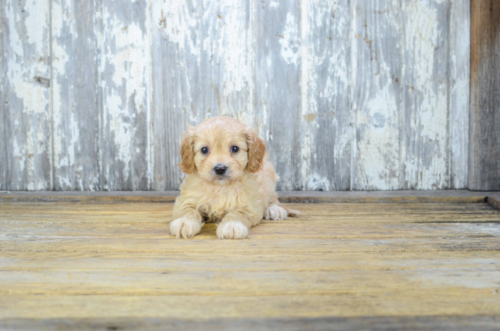 Cavapoo Puppy for Adoption