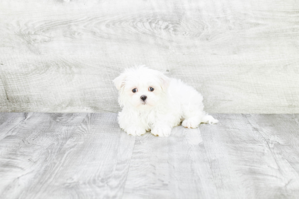 Maltese Puppy for Adoption