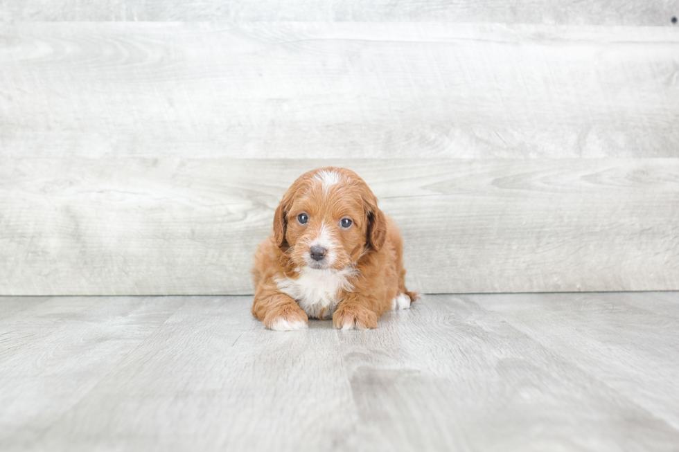 Best Cavapoo Baby