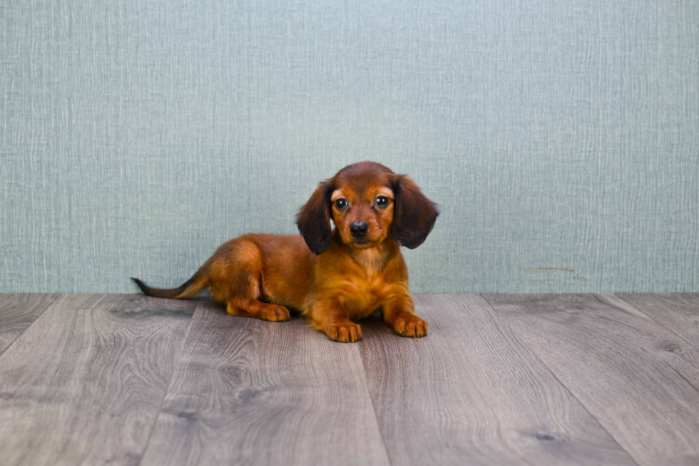 Cute Dachshund Purebred Puppy