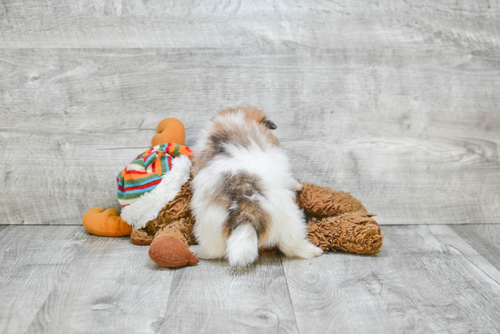 Friendly Pomeranian Baby