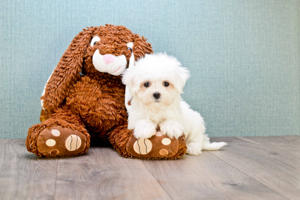 Maltese Pup Being Cute