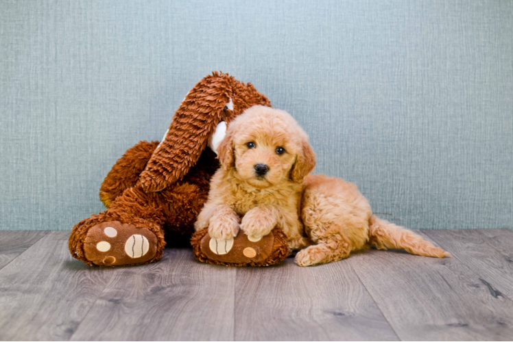 Happy Mini Goldendoodle Baby