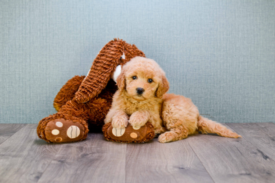 Happy Mini Goldendoodle Baby