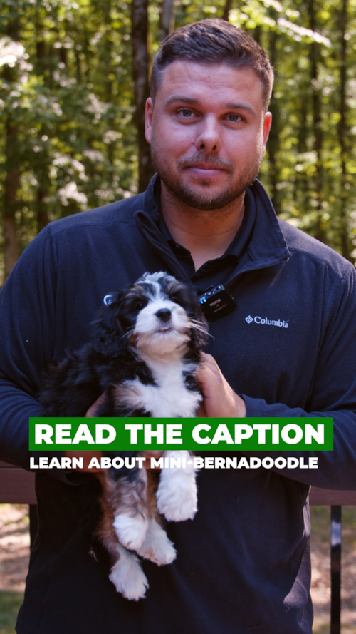 Premier Pups It’s a big day for Talon the Mini Bernedoodle Trending Video