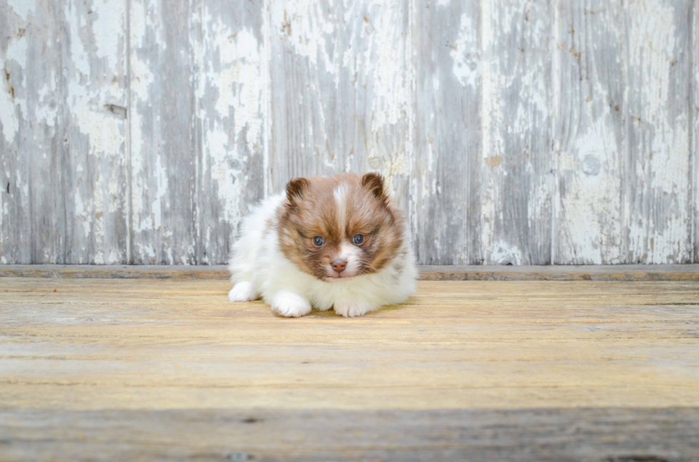 Pomeranian Pup Being Cute