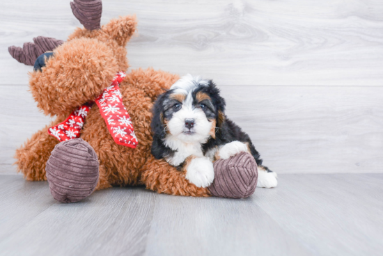 Best Mini Bernedoodle Baby