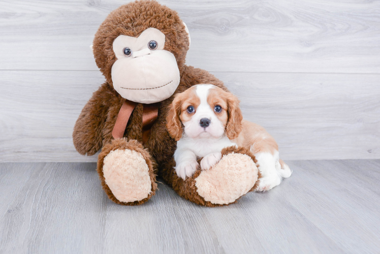 Adorable Cavalier King Charles Spaniel Purebred Puppy