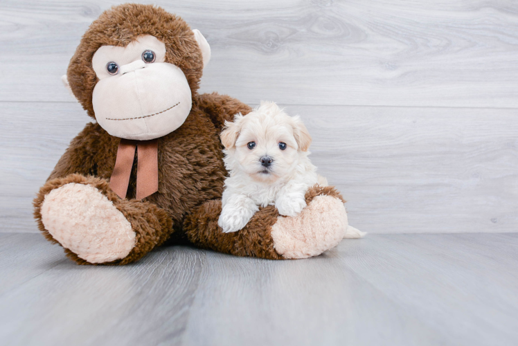 Happy Maltipoo Baby