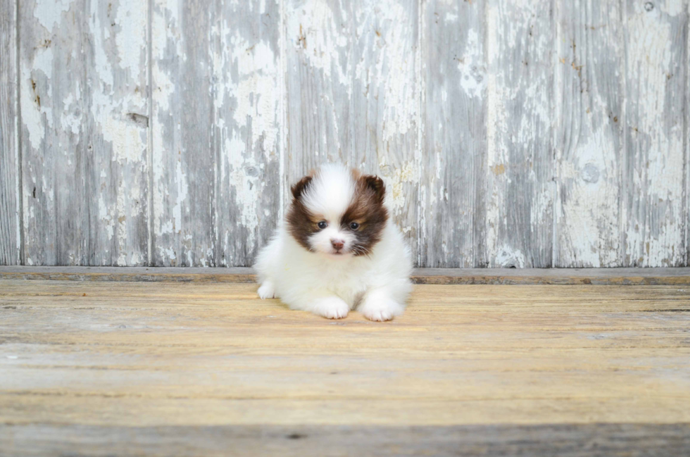 Adorable Pomeranian Purebred Puppy