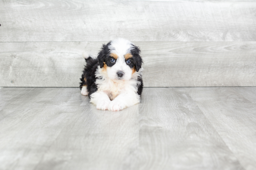 Mini Bernedoodle Pup Being Cute