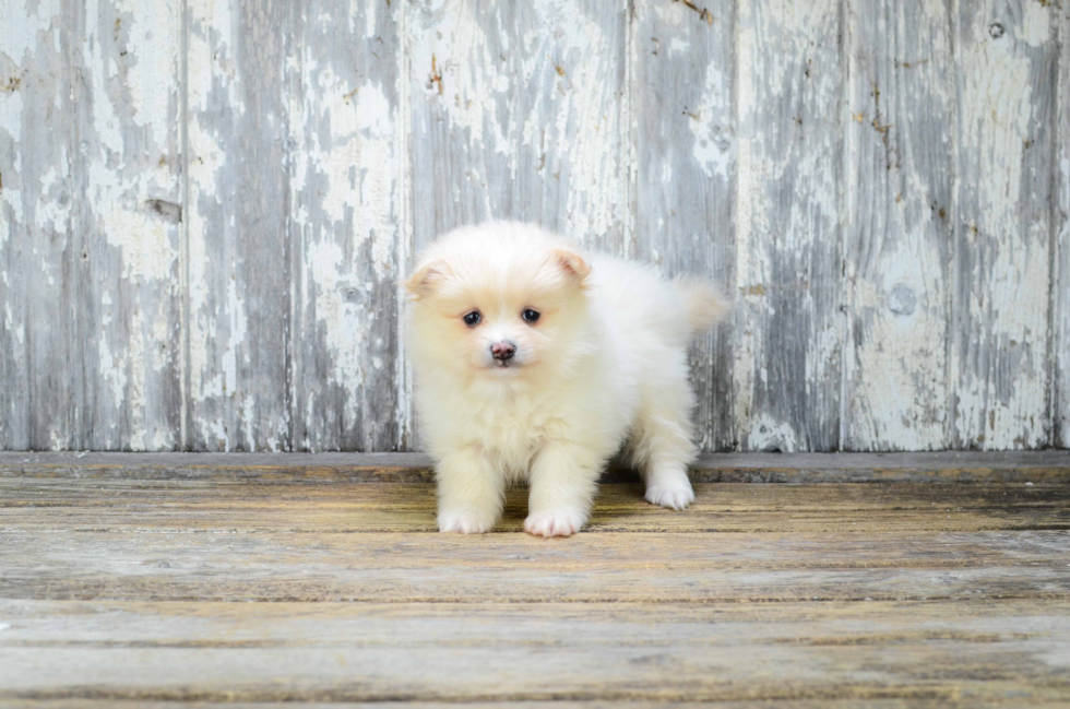 Best Pomeranian Baby