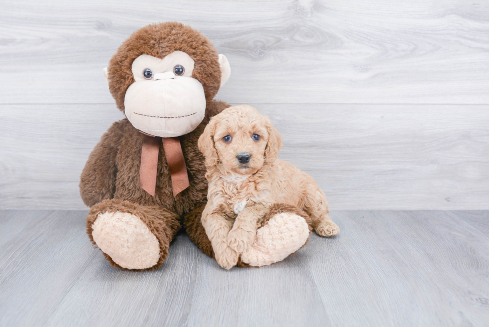 Fluffy Mini Goldendoodle Poodle Mix Pup