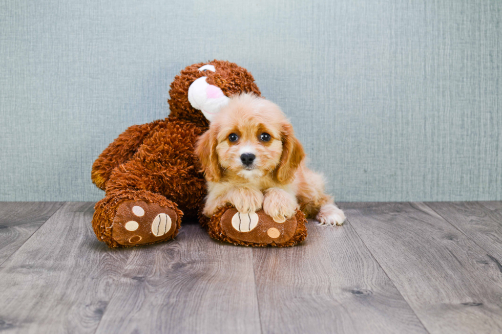 Cavachon Pup Being Cute