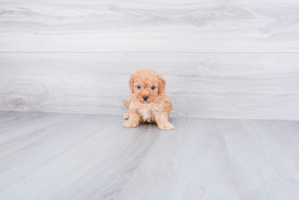 Playful Poodle Baby