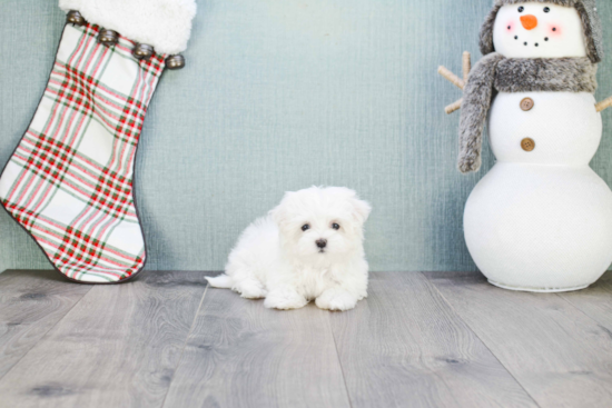 Energetic Maltese Purebred Puppy