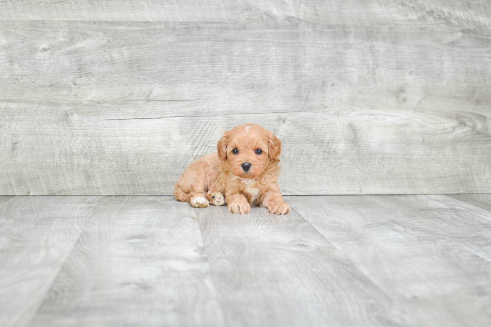 Petite Cavapoo Poodle Mix Pup