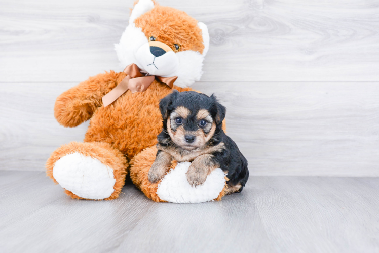 Morkie Pup Being Cute