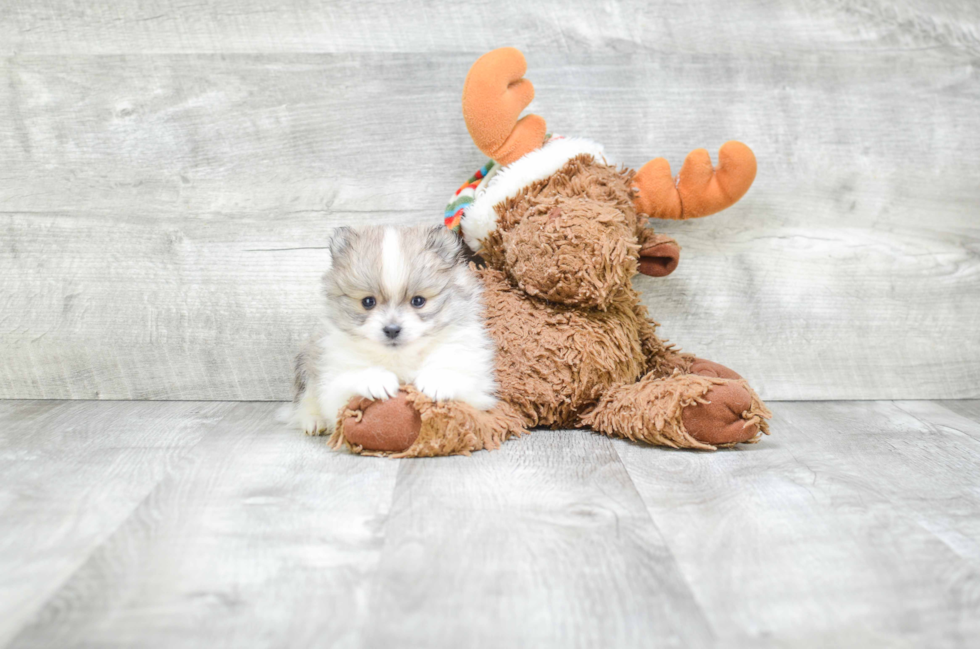 Playful Pomeranian Baby