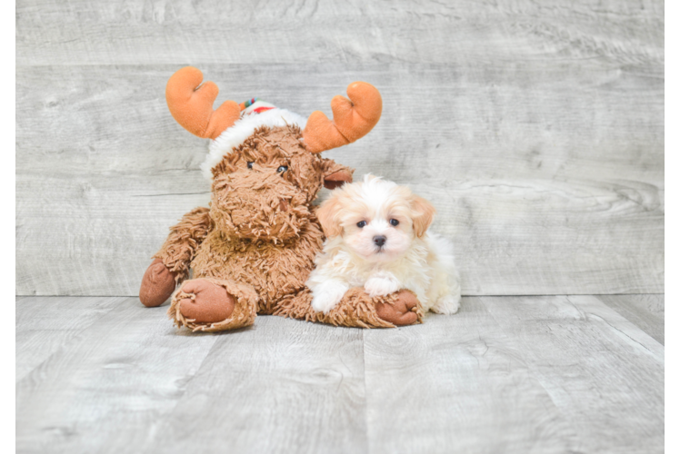 Happy Maltipoo Baby