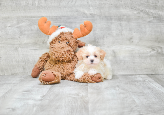 Happy Maltipoo Baby