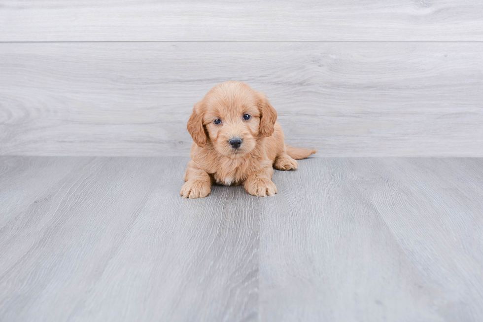 Mini Goldendoodle Puppy for Adoption