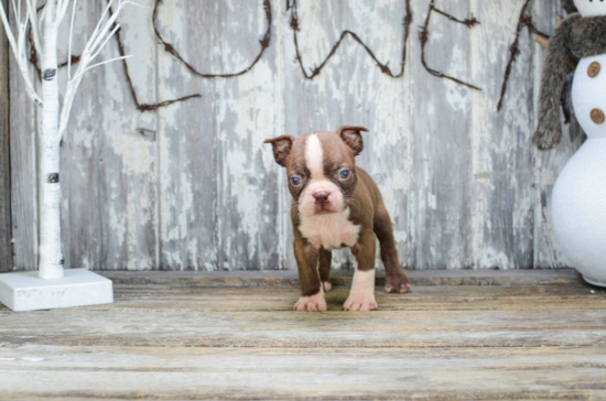 Best Boston Terrier Baby