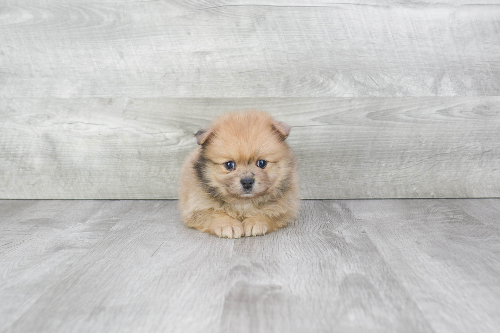 Smart Pomeranian Purebred Puppy