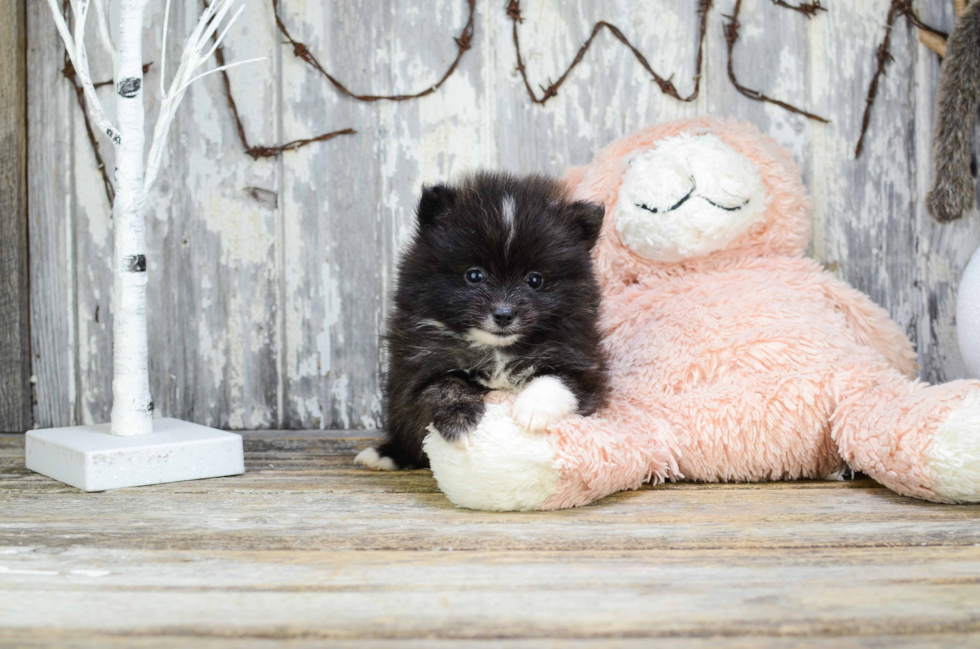 Cute Pomeranian Purebred Puppy