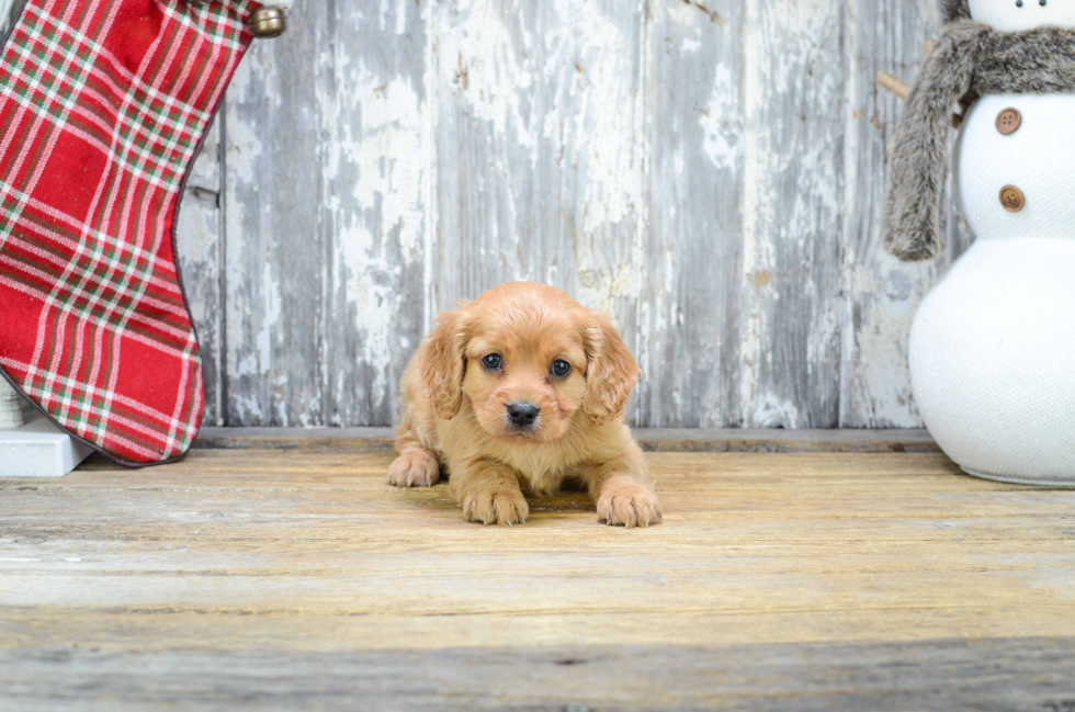 Little Cavoodle Poodle Mix Puppy