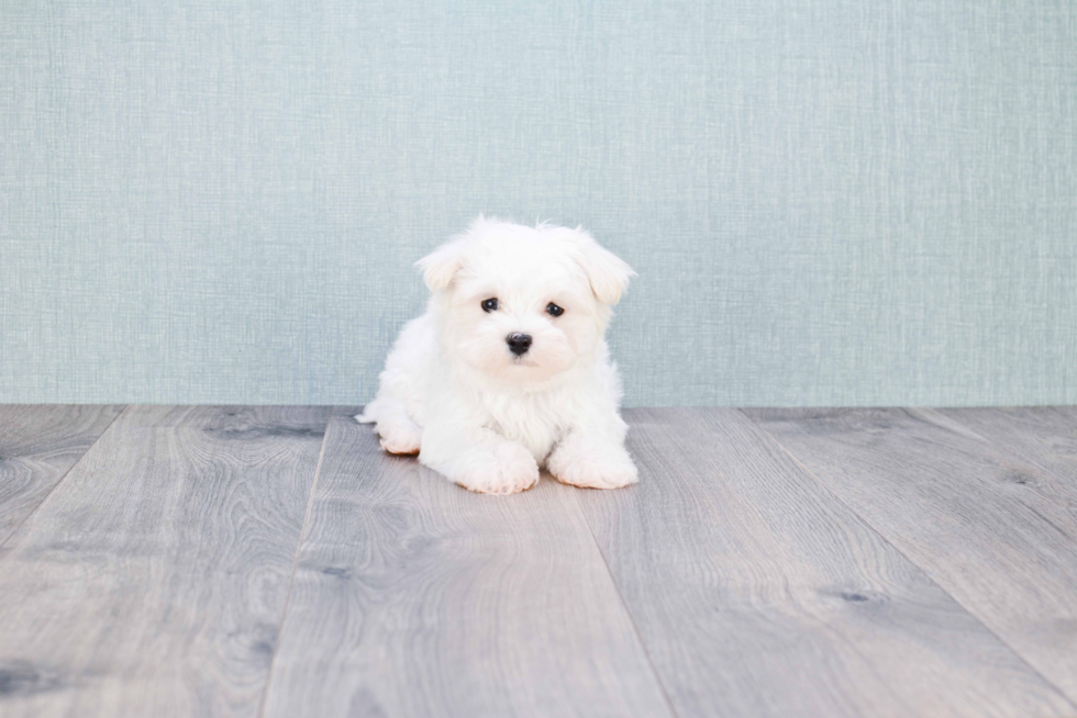 Friendly Maltese Baby