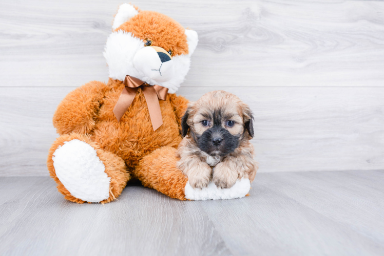 Small Teddy Bear Baby